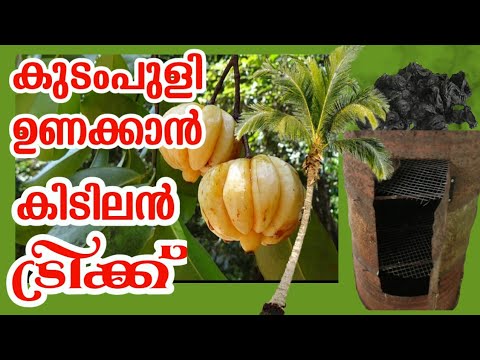 download lagu mp3 mp4 How To Dry Kudampuli, download lagu How To Dry Kudampuli gratis, unduh video klip How To Dry Kudampuli