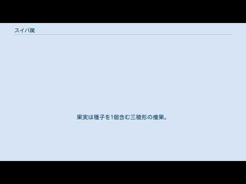 スイバについて詳しく解説