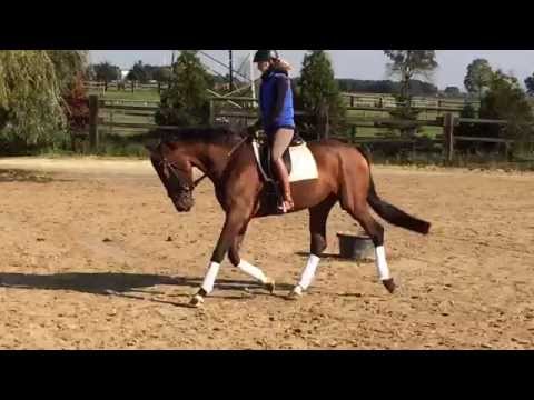 Viva la Contadina 3-jährige Stute von Vitalis x Floretto N