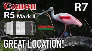 Canon 100-500 R7 R5 Mark II Bird Photography at St. Augustine Alligator Farm Rookery