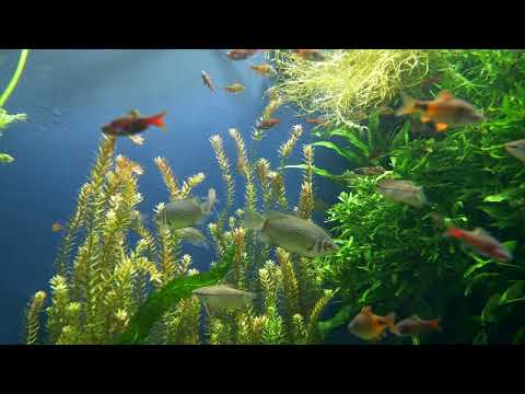 Sfant  si nfricosat  imnul 6