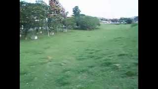 Arvores Com Flores Limeira SP Brasil 3