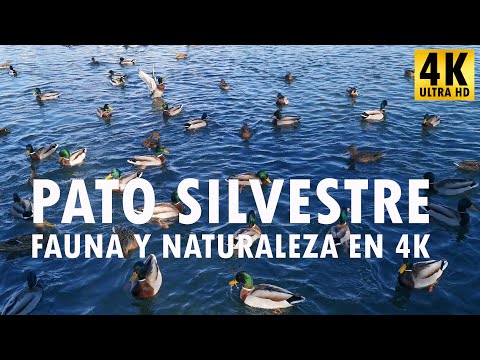 , title : 'Pato silvestre - Fauna y naturaleza en 4K'