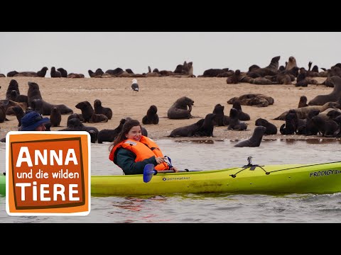 Wie robben Seebären? | Reportage für Kinder | Anna und die wilden Tiere