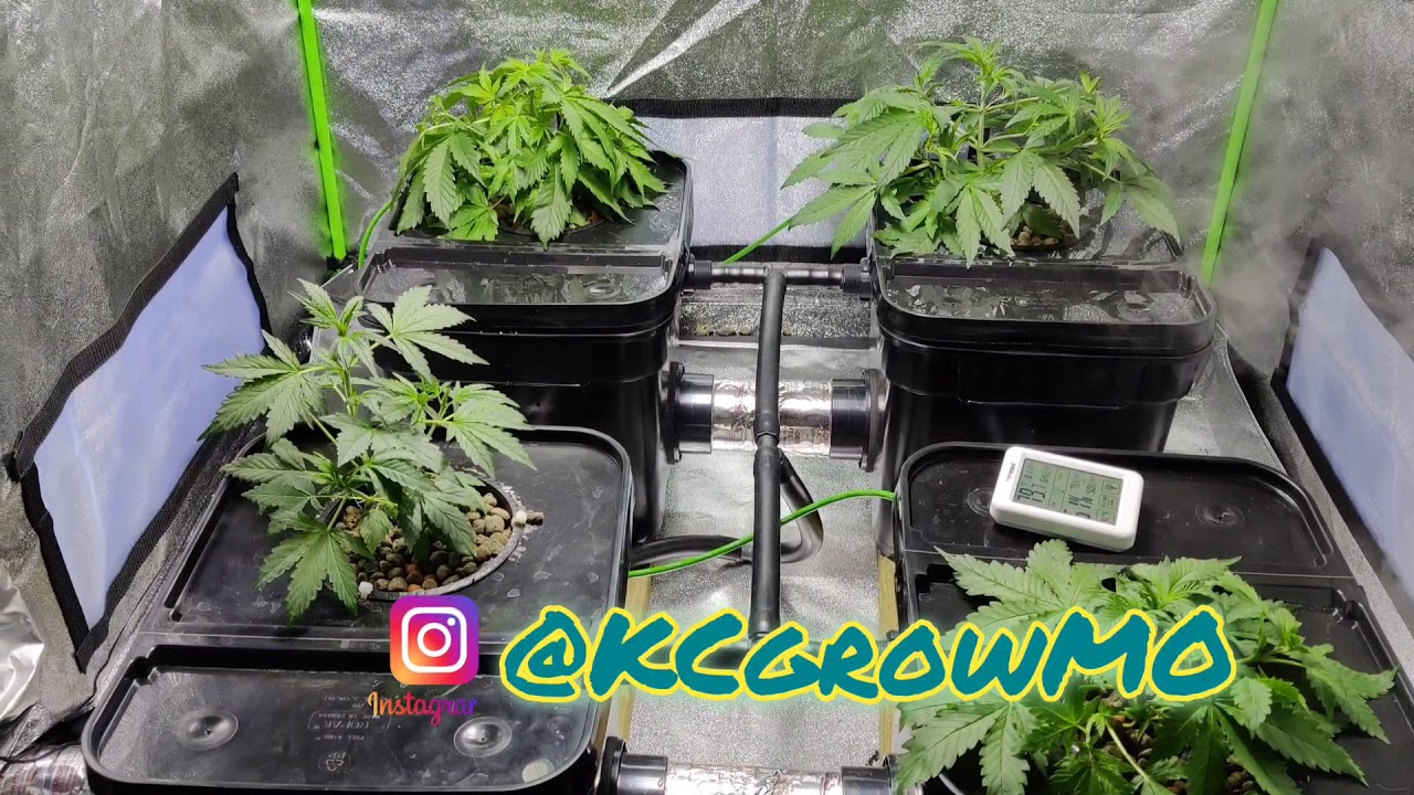 Wow amazing growth and new developments in the rdwc system. Could it be make or break?