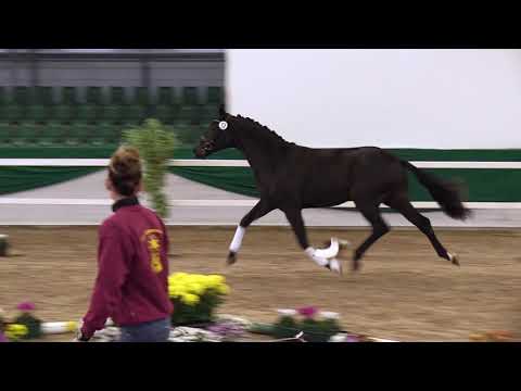 KN 61: Foundation x Sir Donnerhall