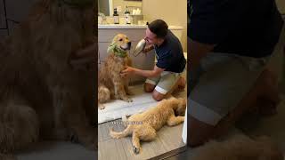 Download lagu Puppy’s first bath 🛁 #goldenretriever #dog #shorts mp3
