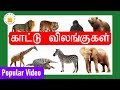 30 காட்டு விலங்குகள் Kattu Vilangugal 30 Tamil Wild Animals Name Vid
