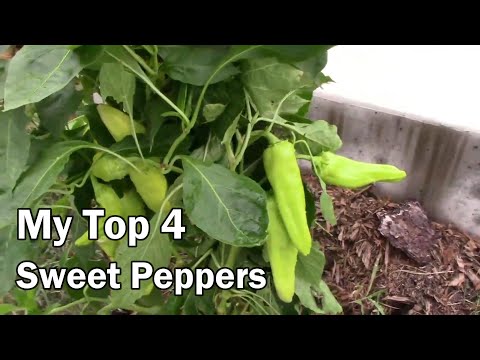 My Top 4 Favorite Sweet Peppers To Grow - What Are Yours?