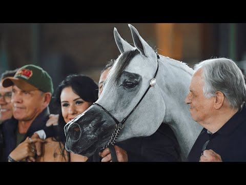 RFI SAWARI (Excalibur EA x RFI Sophie Al Maktub), 2016 Mare