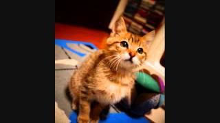 Come Get Some / Rooster  歌ってみました