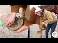How To Clean A Horse S Hooves The Easy Way