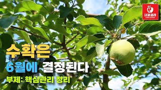 [사과재배] 시행하지 않으면 수확때 결국 후회한다/6월 핵심 사항