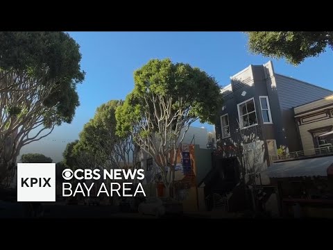 San Francisco seeks change in tree removal permitting to allow ...