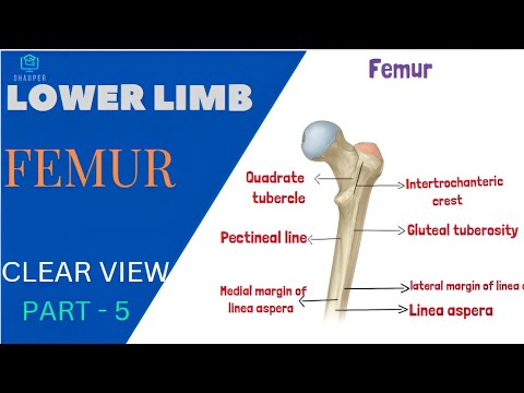 Femur Anatomy/ Lower Limb Anatomy