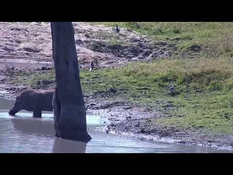 Djuma: Warthogs, Hippos and Egyptian Geese - 14:15 - 08/12/2023
