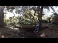360 Video In 4K Artist Jane Kim Illustrates Golden Gate Park S Entwined Ecologies KQED