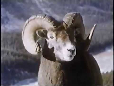 John Denver / Day of the BIGHORN [1972]
