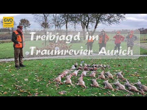 Driven hunt for small game in the dream area of ​​Aurich