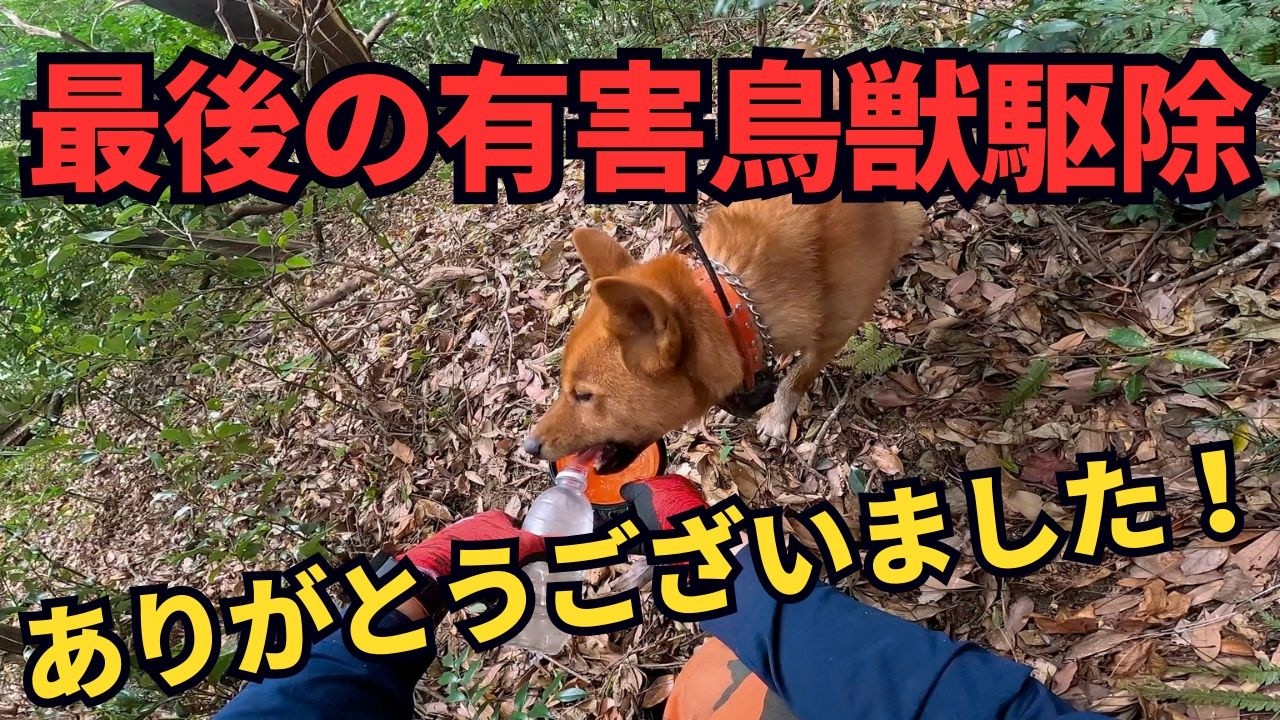 あまりイノシシ有害鳥獣駆除活動は参加できなかったけど、2025年ありがとうございました！2026年も猟犬たちと頑張るので、よろしくお願いします！