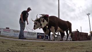 preview picture of video 'Yarmouth Nova Scotia Exhibition Ox Haul, 2014'