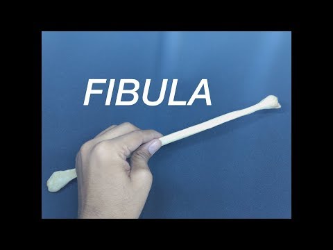 FIBULA - GENERAL FEATURES AND ATTACHMENTS