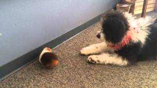 Jerzy, the Aussiedoodle, meets Pipsqueak, the guinea pig