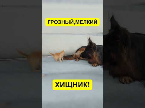 ОВЧАРКА УСЫНОВИЛА САМОГО ГРОЗНОГО ХИЩНИКА!