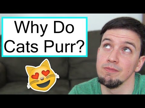Why Do Cats Purr?