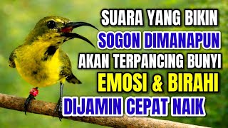 Download lagu 99,9% PASTI BUNYI‼️ Pancingan sogon agar birahi dan emosi jebol mp3
