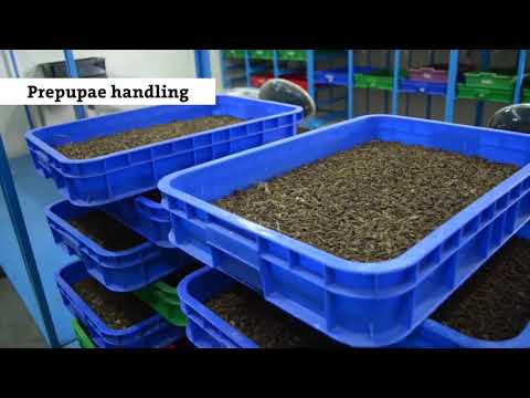 Black Soldier Fly Farming and Harvesting Egg To Maggot   Maggots convert food waste at insect farm