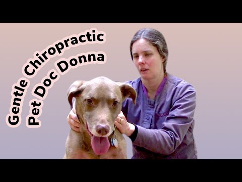 Chiropractic for Pets: How to tell if your dog, cat or horse has spinal problems