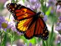My Choice 131 - Danyel Gérard: Butterfly 