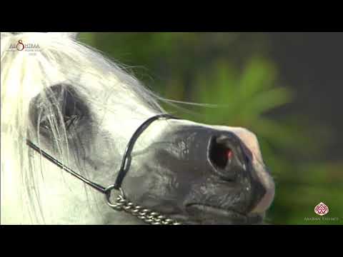 N 382 MOHARIB AL KHAZNA   Al Shiraa International Arabian Horse Show 2020