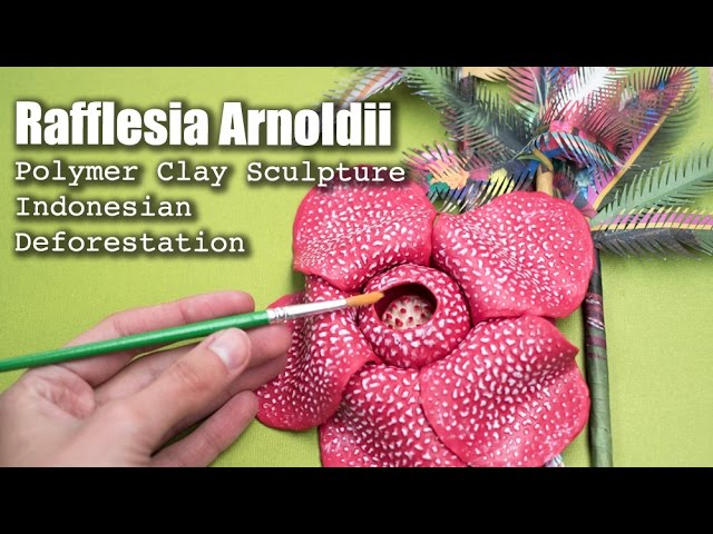 英语中rafflesia arnoldii的视频发音