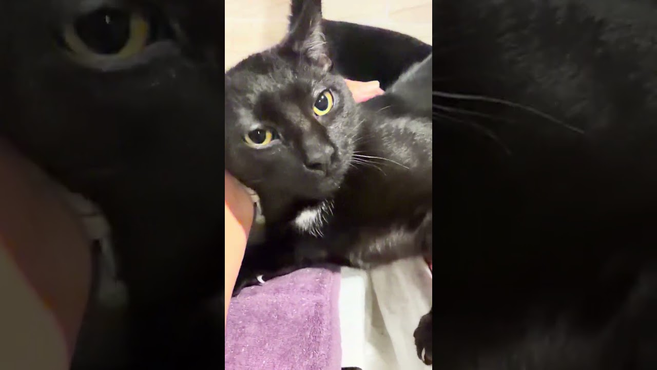 Enlarge Dante, a ADOPTABLE Domestic Short Hair in Manhasset, NY video 2/5