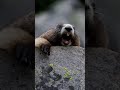 Funny Marmot Screaming Original Video