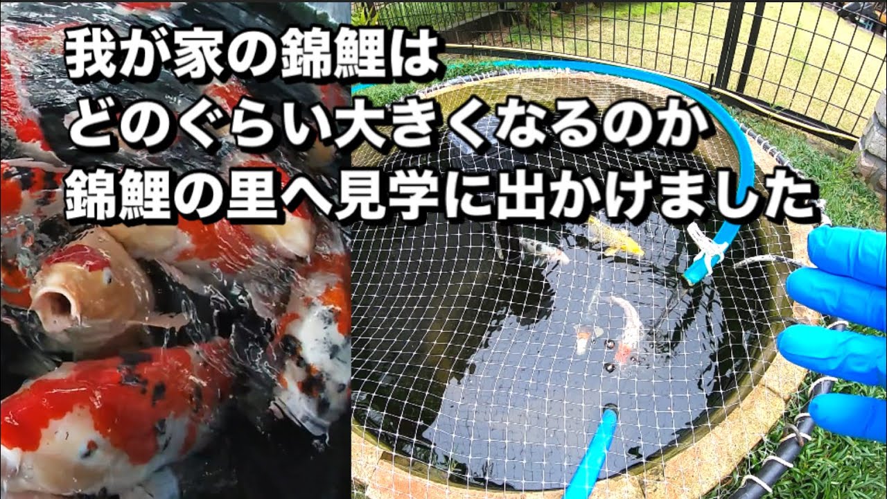 新潟県ツーリング錦鯉の里へ