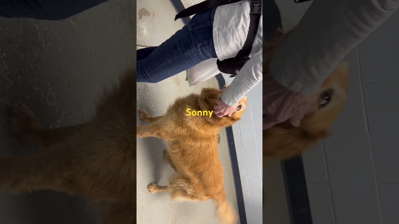 Enlarge Sonny, an adopted Golden Retriever in Yonkers, NY video 5/5