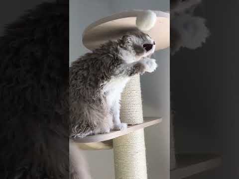 ウラルレックス猫