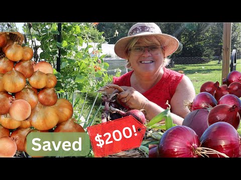How I Grew $200 of Onions for FREE ||🧅🌱 Harvest, Cure & Freeze Tips