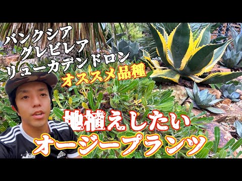 園芸 チェリー、ワイルドチェリー、バードチェリー、ギーニュ、ビガロー、ワイルドギニエ