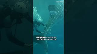 大阪・海遊館でジンベエザメの身体測定　30年以上続く恒例行事　#海遊館 #ジンベエザメ #大阪 #計量 #経済産業省