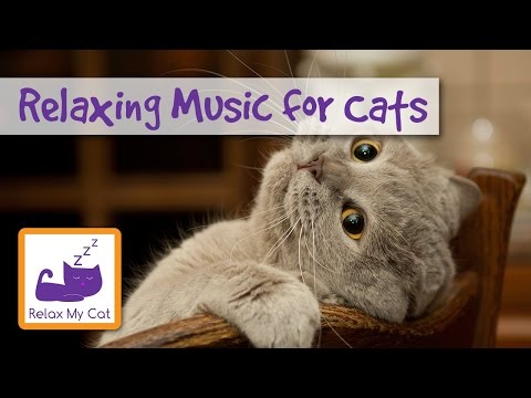 1 Hour of Relaxing Music for Cats - Help Separation Anxiety - 1 Hour Cat Music