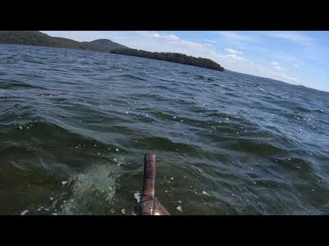 Sailing with a dolphin on Myall Lake