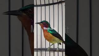 Download lagu Burung Kolibri Wulung mp3