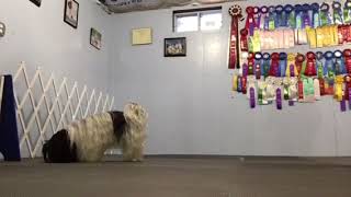 "Bingo" Zen Bowl for Signals