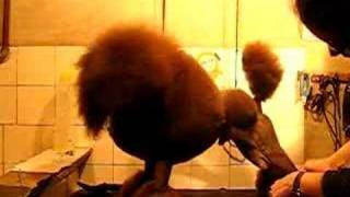 Brown poodle grooming