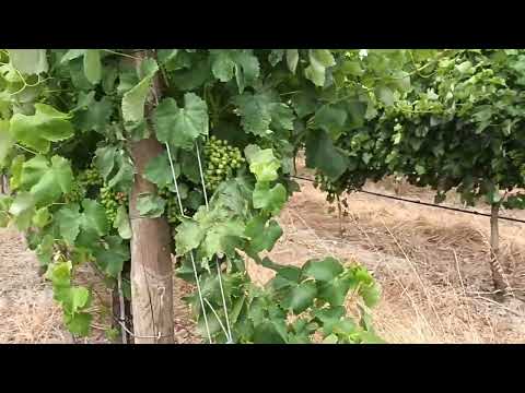 Neighbourhood Vineyard Rio Tinto