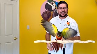 Flying Green Cheek Conure
